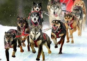 黑林城堡之犬,神秘传说中的忠诚守护者