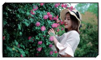 心上蔷薇,探寻爱情与生命的交织